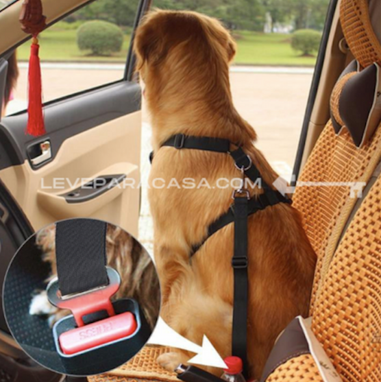 DogCareBelt - Leve para Casa