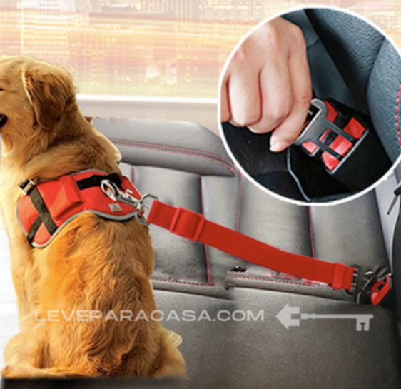 DogCareBelt - Leve para Casa